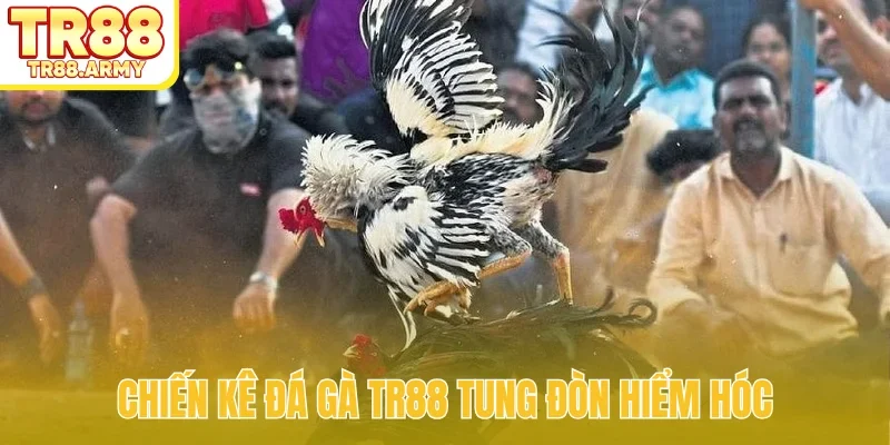 Chiến kê đá gà TR88 tung đòn hiểm hóc