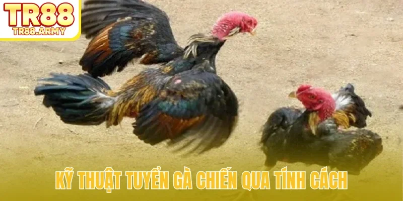 Kỹ thuật tuyển gà chiến qua tính cách